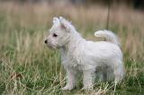 WESTIE 424